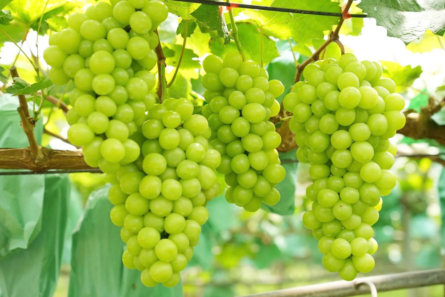 Những chùm nho xanh tươi trên giàn