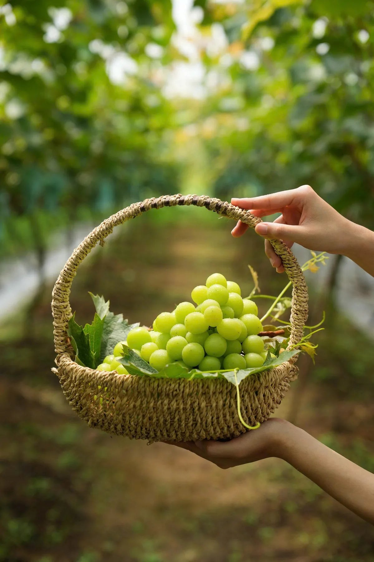 Giỏ nho được thu hoạch thủ công